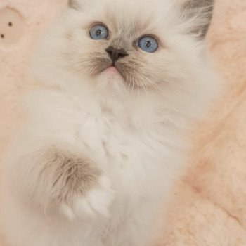 chaton Ragdoll blue mitted Wanda S Chatterie Echo de Narcisse