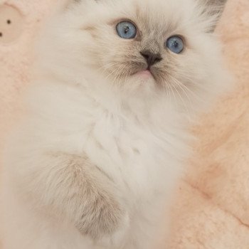 chaton Ragdoll blue mitted Wanda S Chatterie Echo de Narcisse