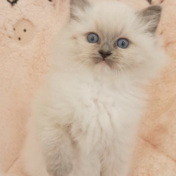 chaton Ragdoll blue mitted Wanda S Chatterie Echo de Narcisse