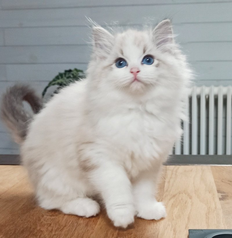 Echo de Narcisse Vithalie Femelle Ragdoll Echo de Narcisse Vithalie Femelle Ragdoll