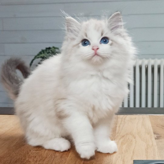 Echo de Narcisse Vithalie Femelle Ragdoll