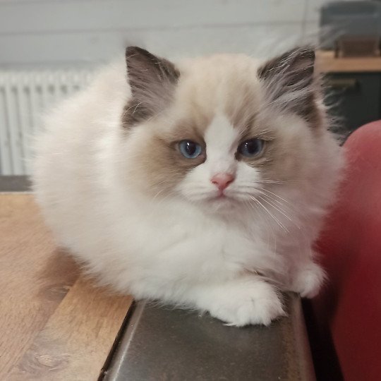Echo de Narcisse Victor S Mâle Ragdoll
