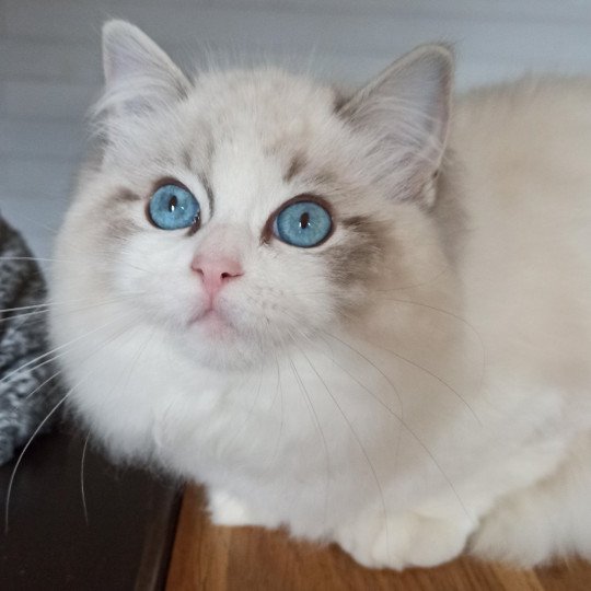 Echo de Narcisse Zeend S Femelle Ragdoll