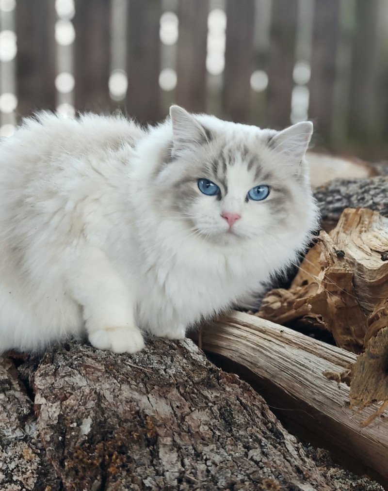 Echo de Narcisse Zeend S Femelle Ragdoll