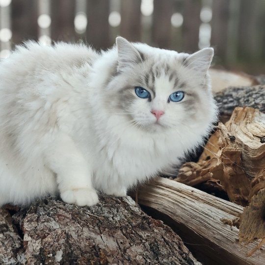 Echo de Narcisse Zeend S Femelle Ragdoll
