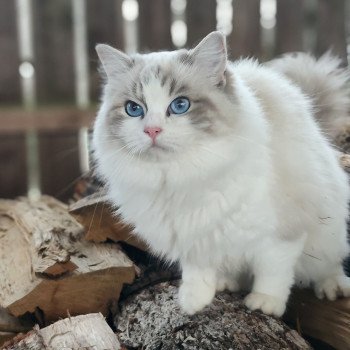 chat Ragdoll blue tabby bicolor Zeend S Chatterie Echo de Narcisse