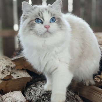chat Ragdoll blue tabby bicolor Zeend S Chatterie Echo de Narcisse