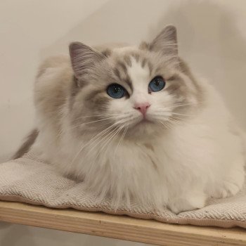 chat Ragdoll blue tabby bicolor Zeend S Chatterie Echo de Narcisse