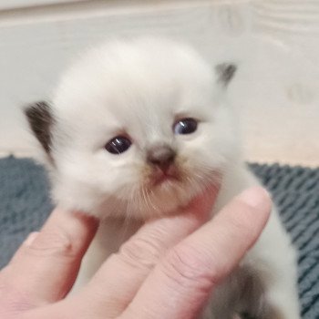 chaton Ragdoll black mitted Chatterie Echo de Narcisse