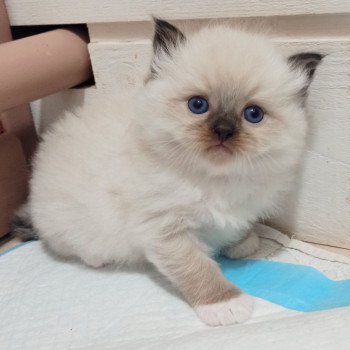 chaton Ragdoll black mitted Zorba S Chatterie Echo de Narcisse