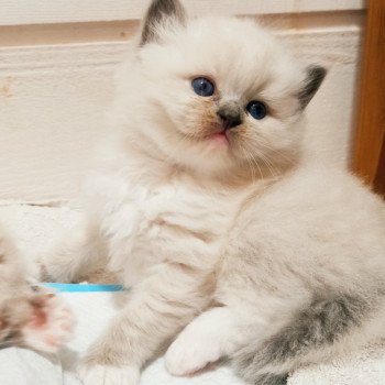 chaton Ragdoll black mitted Zorba S Chatterie Echo de Narcisse