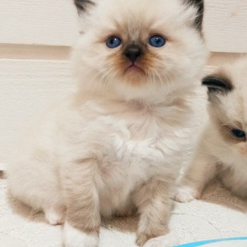 chaton Ragdoll black mitted Zorba S Chatterie Echo de Narcisse