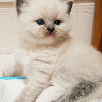 chaton Ragdoll black mitted Zorba S Chatterie Echo de Narcisse