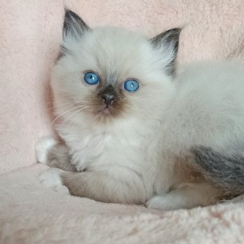 chaton Ragdoll black mitted Zorba S Chatterie Echo de Narcisse