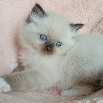 chaton Ragdoll black mitted Zorba S Chatterie Echo de Narcisse