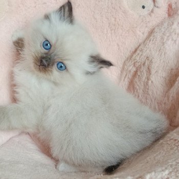 chaton Ragdoll black mitted Zorba S Chatterie Echo de Narcisse