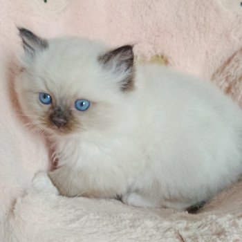 chaton Ragdoll black mitted Zorba S Chatterie Echo de Narcisse