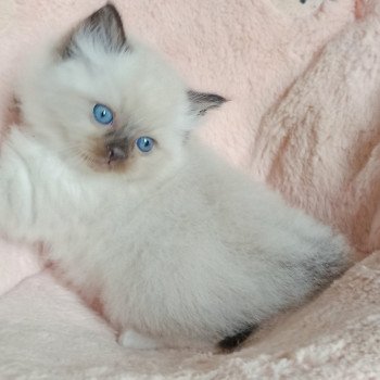 chaton Ragdoll black mitted Zorba S Chatterie Echo de Narcisse