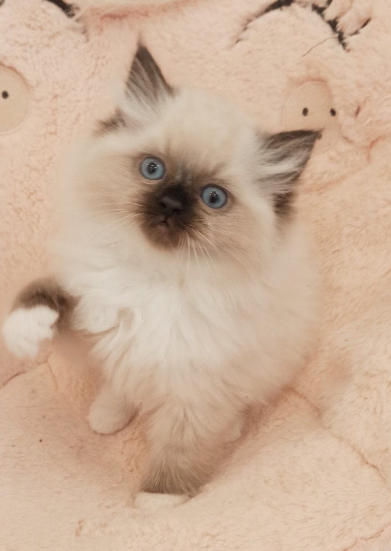 Echo de Narcisse Zorba S Mâle Ragdoll