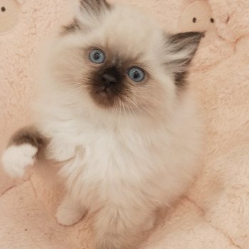 chaton Ragdoll black mitted Zorba S Chatterie Echo de Narcisse