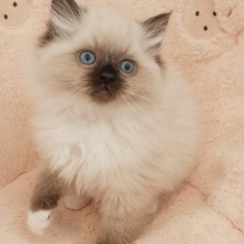 chaton Ragdoll black mitted Zorba S Chatterie Echo de Narcisse