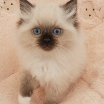 chaton Ragdoll black mitted Zorba S Chatterie Echo de Narcisse