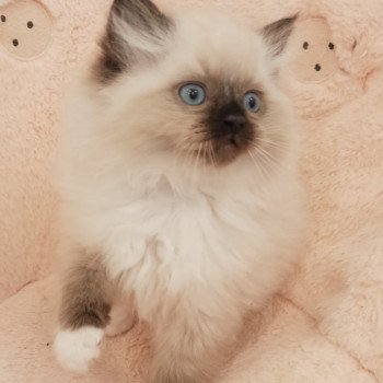 chaton Ragdoll black mitted Zorba S Chatterie Echo de Narcisse