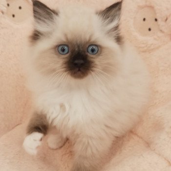 chaton Ragdoll black mitted Zorba S Chatterie Echo de Narcisse