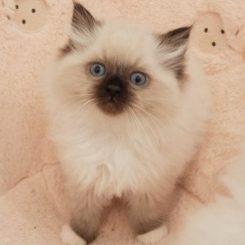 chaton Ragdoll black mitted Zorba S Chatterie Echo de Narcisse