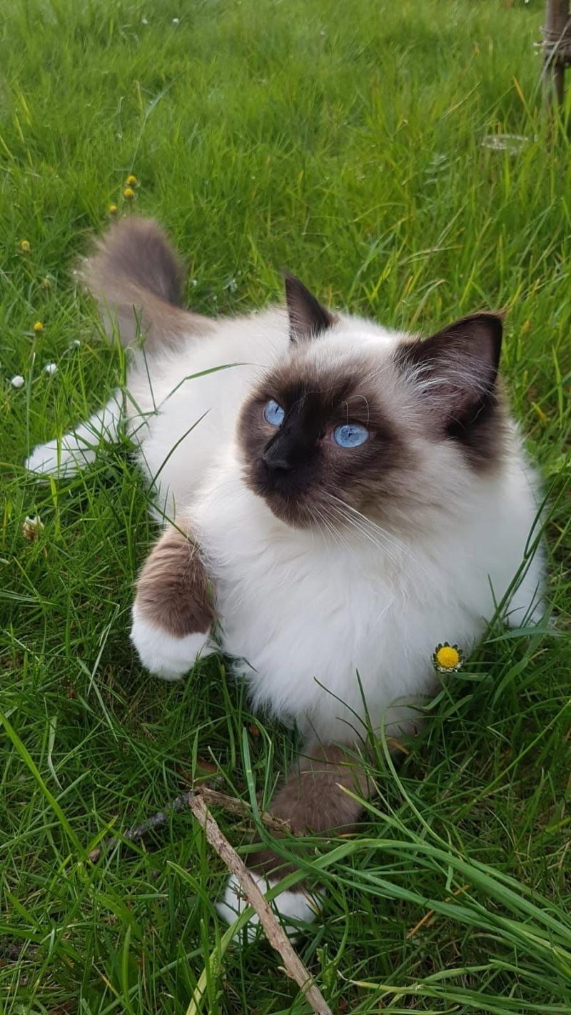 Echo de Narcisse Zorba S Mâle Ragdoll