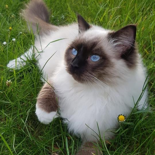 Echo de Narcisse Zorba S Mâle Ragdoll