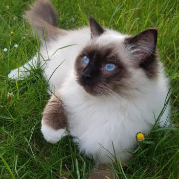 chaton Ragdoll black mitted Zorba S Chatterie Echo de Narcisse