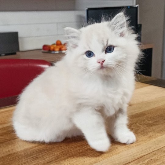 Echo de Narcisse Wells S Mâle Ragdoll