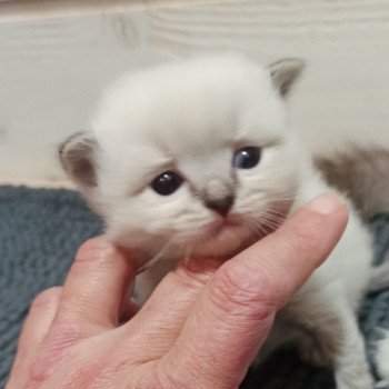 chaton Ragdoll brown tabby mitted Chatterie Echo de Narcisse