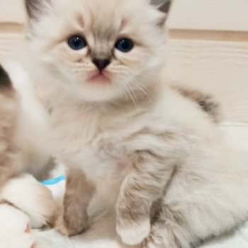 chaton Ragdoll brown tabby mitted Yseult S Chatterie Echo de Narcisse