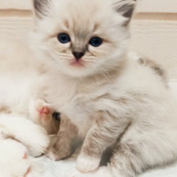 chaton Ragdoll brown tabby mitted Yseult S Chatterie Echo de Narcisse