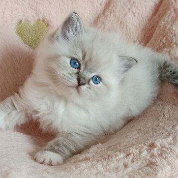 chaton Ragdoll brown tabby mitted Yseult S Chatterie Echo de Narcisse