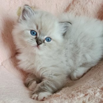 chaton Ragdoll brown tabby mitted Yseult S Chatterie Echo de Narcisse