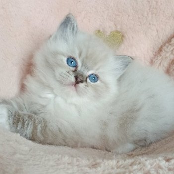 chaton Ragdoll brown tabby mitted Yseult S Chatterie Echo de Narcisse