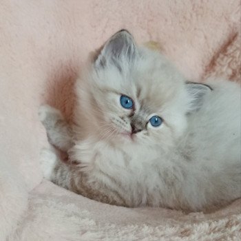 chaton Ragdoll brown tabby mitted Yseult S Chatterie Echo de Narcisse