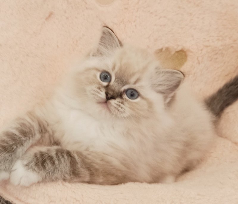 Echo de Narcisse V'Mia Femelle Ragdoll