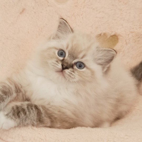 Echo de Narcisse V'Mia Femelle Ragdoll