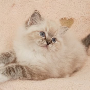 chaton Ragdoll brown tabby mitted V'Mia Chatterie Echo de Narcisse