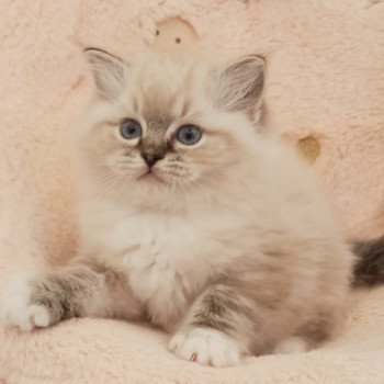 chaton Ragdoll brown tabby mitted V'Mia Chatterie Echo de Narcisse