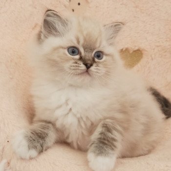 chaton Ragdoll brown tabby mitted V'Mia Chatterie Echo de Narcisse