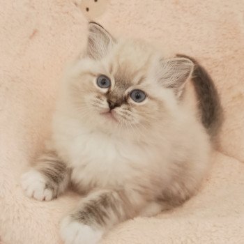 chaton Ragdoll brown tabby mitted V'Mia Chatterie Echo de Narcisse