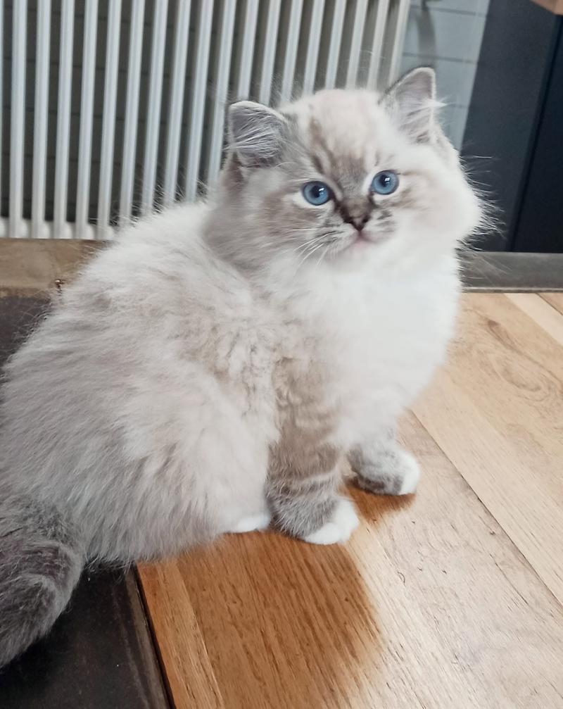 Echo de Narcisse V'Mia Femelle Ragdoll