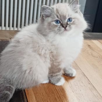 chaton Ragdoll brown tabby mitted V'Mia Chatterie Echo de Narcisse