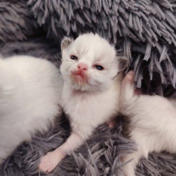 chaton Ragdoll black & blanc Adélie Chatterie Echo de Narcisse chaton Ragdoll black & blanc Adélie Chatterie Echo de Narcisse