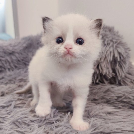 Echo de Narcisse Adélie Femelle Ragdoll